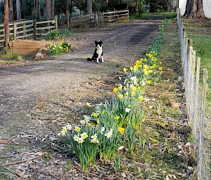dog sitting on dirt road with flowers next to road