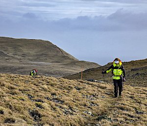 Two hikers wearing bright yellow jackets walk along a a track in a tussock covered hilly landscape.