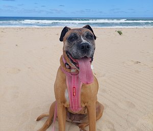 A dog with its tongue lolling out, sitting on a sandy beach in Australia