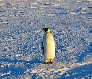 A lone emperor penguin on sea ice