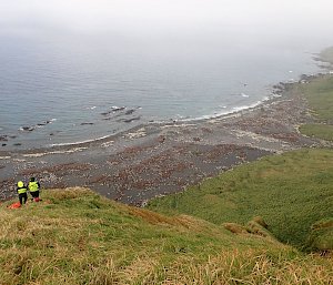 Two people stand on a tussock-covered hill looking down on a bay filled with thousands of penguins and their chicks.