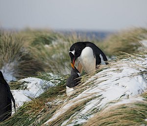 Two black and white penguins courting with their orange beaks together.