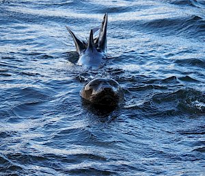 An elephant seal, with its tail and head visible, looks up from the water.