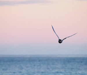 A solitary bird, with its wings flexed upwards, flies above the ocean.