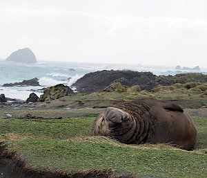 A large male elephant seals sleeps on the sandy beachshore.
