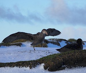 Two northern giant petrels, one with its wings extended, stand on a snowy beach.