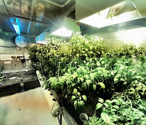 Lush green plants growing inside the hydro shed