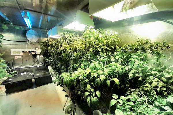Lush green plants growing inside the hydro shed