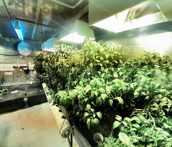 Lush green plants growing inside the hydro shed