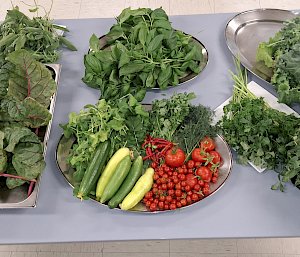 Spinach, chillis, kale and other vegetables arranged on plates