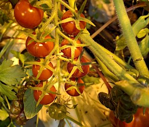 A spray of cherry tomatoes on a bush