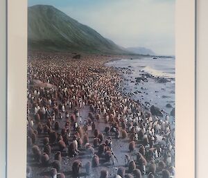 Framed Australian Geographic photograph of hundreds of black and white penguins and their brown fluffy chicks on a beach with a green hill in the background.