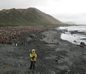 A man stands on a beach with hundreds of black and white penguins and their fluffy brown chicks