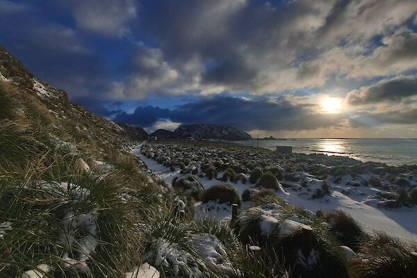 The sun rises through the clouds over the ocean with snow covering tussock grass in the foreground.