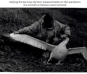 A black and white photo of a man holding an albatross by the beak and extending its wing to one side