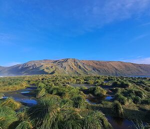 Foreground of green tussock grass with a backdrop of a mountainous plateau and clear blue skies above.