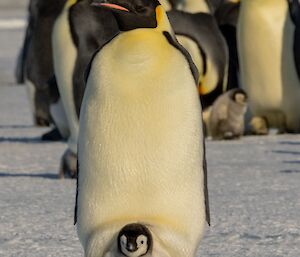 An emperor penguin with a chick on its feet