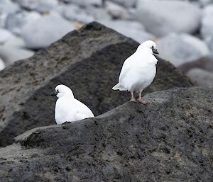 Two white birds with black faces sit on a rock