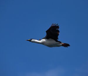 A white and black bird with a yellow patch on its face and blue eyes, flying