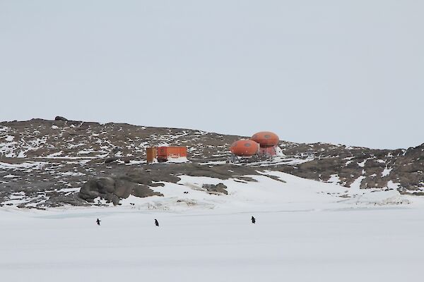 Three Adelie penguins crossing sea ice in front of a field camp of a rectangular hut and two spherical 'melons'.