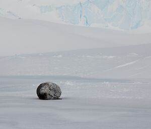 A Weddel seal lying on the ice
