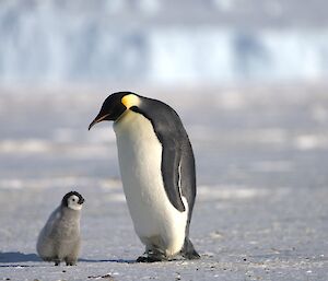 A single emperor penguin adult with its chick