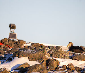 A bird on hill with camera in background