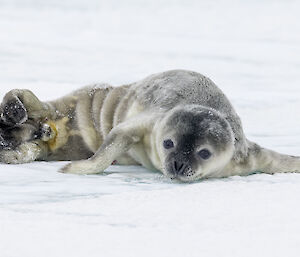 Weddell seal pup laying on ice
