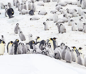 Emperor penguins huddling together on snow
