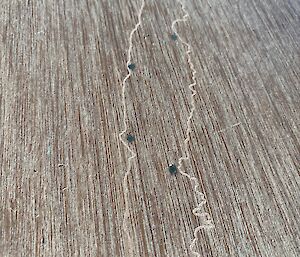 A map of Macquarie Island etched into a piece of wood with inlays showing where the main huts are located.