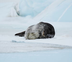Baby Weddell seal laying on sea ice