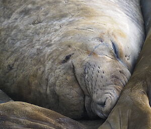 elephans seals