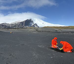 Two figures in bright orange PPE crouched over a dead elephant seal pup