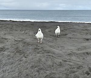 Two white fluffy birds with black faces on a grey beach