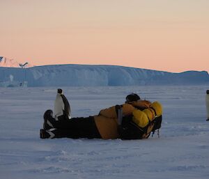 A person lying on their side watching emperor penguins