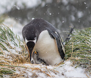 A black, white and gold Gentoo penguin feeds its chick