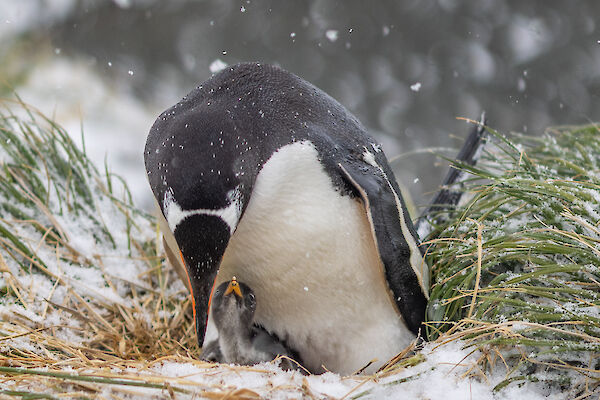 A black, white and gold Gentoo penguin feeds its chick
