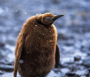 A fluffy brown King penguin chick
