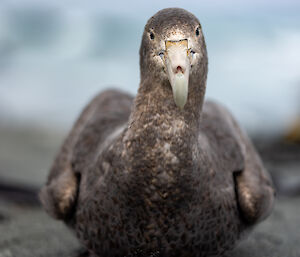 A large dark grey bird with an imposing white beak stares at the camera as though sizing up the photgrapher.