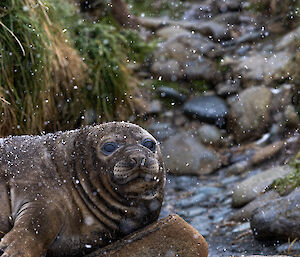 A large, weaned seal pup sits at the rocky base of a creekline.