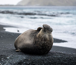 A large solitary male elephant seal scratches the side of its head with its flipper while sitting on a rocky beach.
