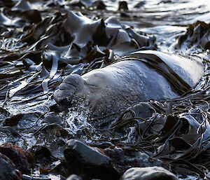 A large male elephant seal sits amongst a very dense patch of seaweed and kelp in the ocean shallows.
