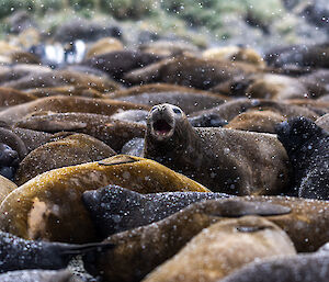 A female elephant seal raises its head and cries - it is sitting amongst dozens of other elephant seal cows who are all asleep.