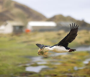 A black and white bird flies across a tussock covered landscape - it is holding nest building grass in its beak.