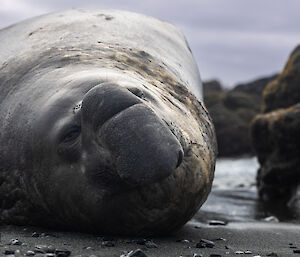 A very large male elephant seal lying on the beach staring straight ahead.