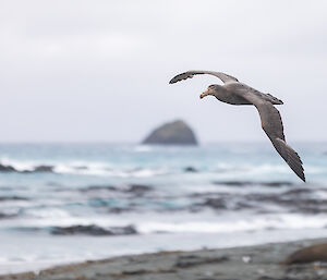 A large grey bird with a pale-yellow beak in flight over the seashore.