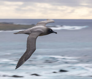 A striking grey and black albatross flies over the ocean.