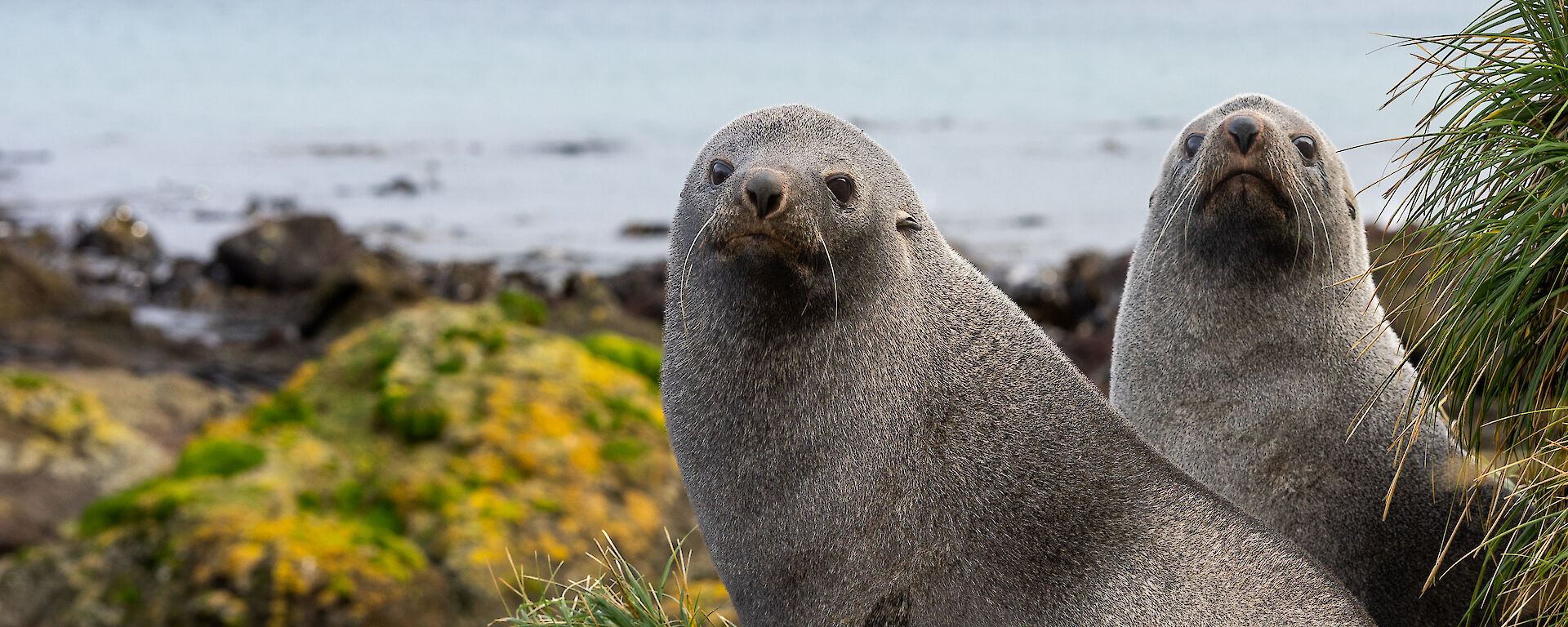 Two New Zealand Fur Seals sitting adjacent to one another on a rocky beach, stare straight ahead.