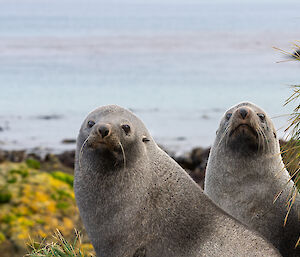 Two New Zealand Fur Seals sitting adjacent to one another on a rocky beach, stare straight ahead.