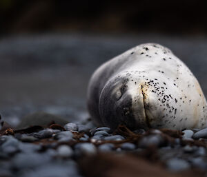 A spotty leopard seal lies on a pebbly beach